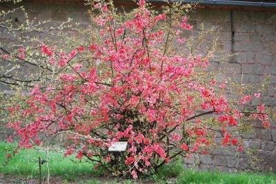 Chaenomeles japonica - kdoulovec japonský - kvetoucí habitus
